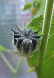 Sárga selyemmályva termése