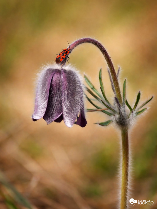 Egy törékeny virág és egy apró látogató találkozása a tavasz csendjében.