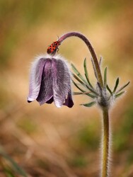 Egy törékeny virág és egy apró látogató találkozása a tavasz csendjében.