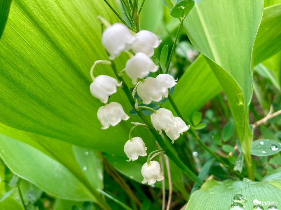 Budapest IV.ker - Újpest
