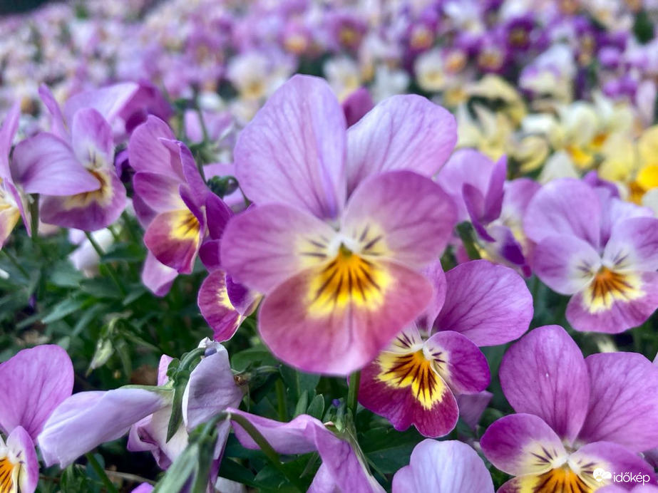 Budapest IV.ker - Újpest