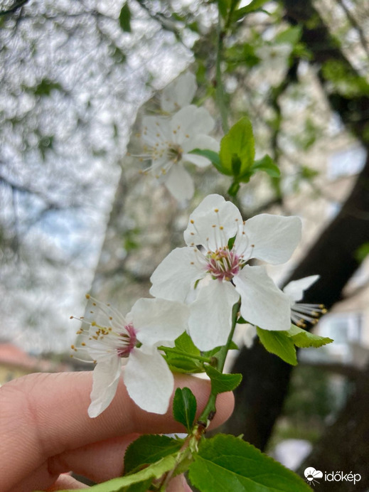 Budapest IV.ker - Újpest
