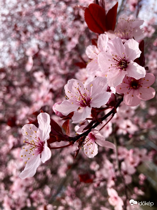 Budapest IV.ker - Újpest