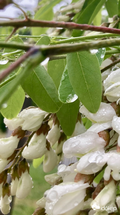 Budapest IV.ker - Újpest