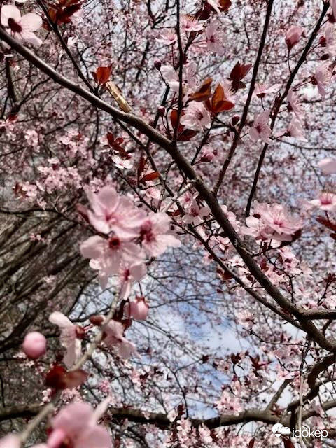 Budapest IV.ker - Újpest