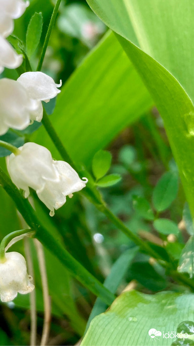 Budapest IV.ker - Újpest