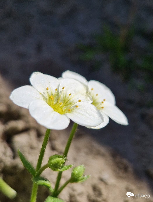 Fehér kőtörőfű