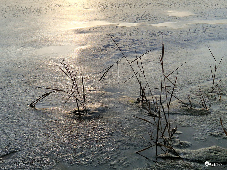Jégbe zárt nádszálak