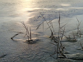 Jégbe zárt nádszálak