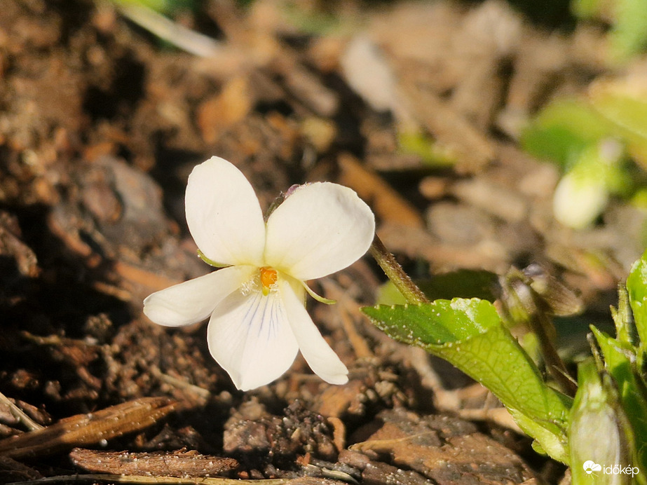 Fehér ibolya 