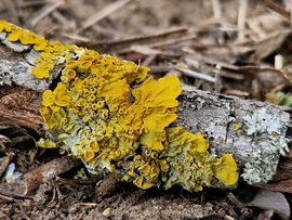 Zuzmó