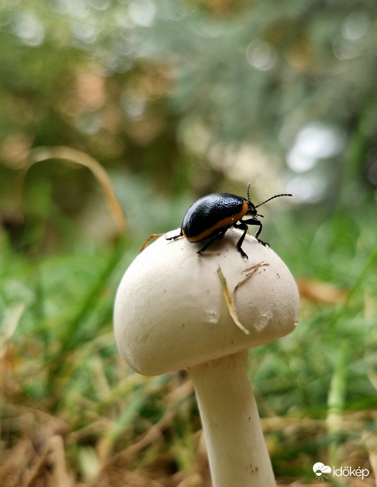 A gomba tetején 