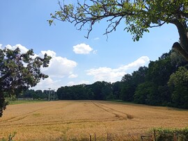 Szigetbecse