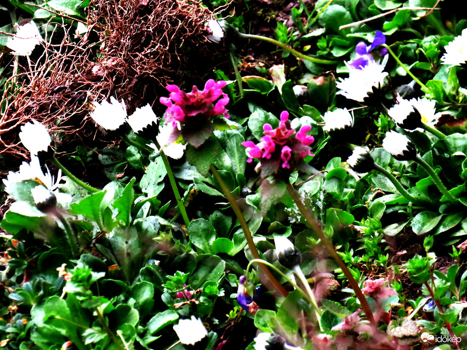 DÁNY - VADVIRÁGOK --2026 03 26