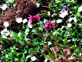 DÁNY - VADVIRÁGOK --2026 03 26