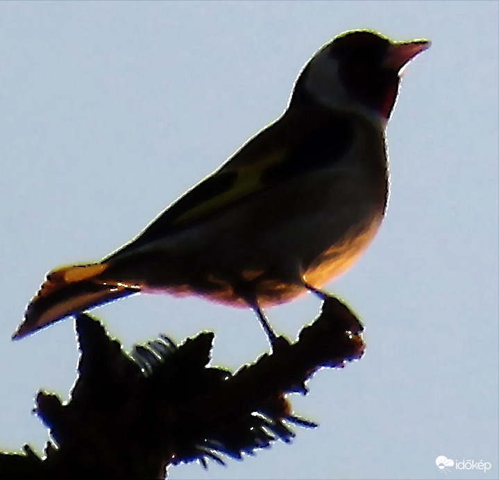 NAPOZÓ MADÁR A KELŐ NAP FÉNYÉBEN -- 2026 03 10