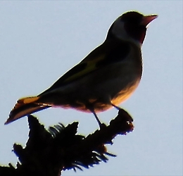 NAPOZÓ MADÁR A KELŐ NAP FÉNYÉBEN -- 2026 03 10