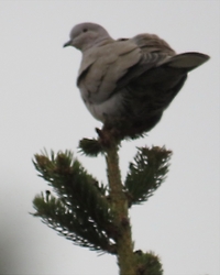 GALAMB A FENYŐ TETEJÉN 