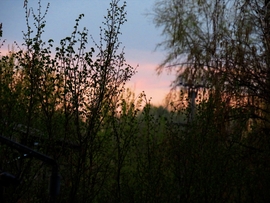 Dány