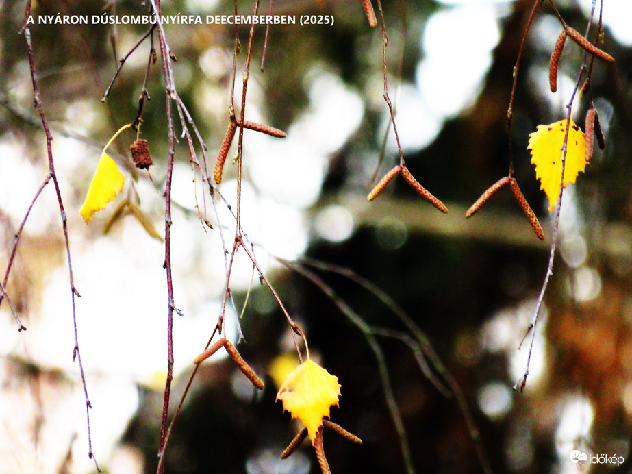 DÁNY,  NYÍRFA DECEMBERBEN (részlet)