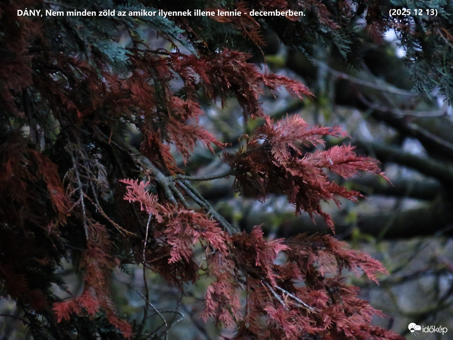 Dány_decemberi növényzeti furcsaság