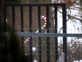 DÁNY, A MIKULÁS ITTFELEJTETT BOTJA --2026 01 17