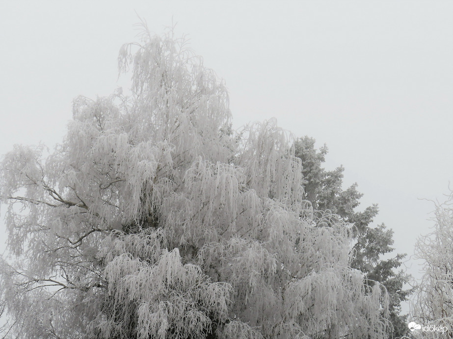 DÁNY, NAGYO DERES MÁR SZOMSZÉD FÁJA IS --2026 01 19 reggel