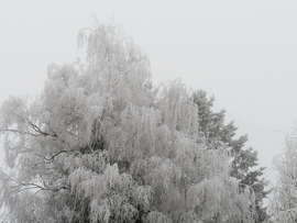 DÁNY, NAGYO DERES MÁR SZOMSZÉD FÁJA IS --2026 01 19 reggel