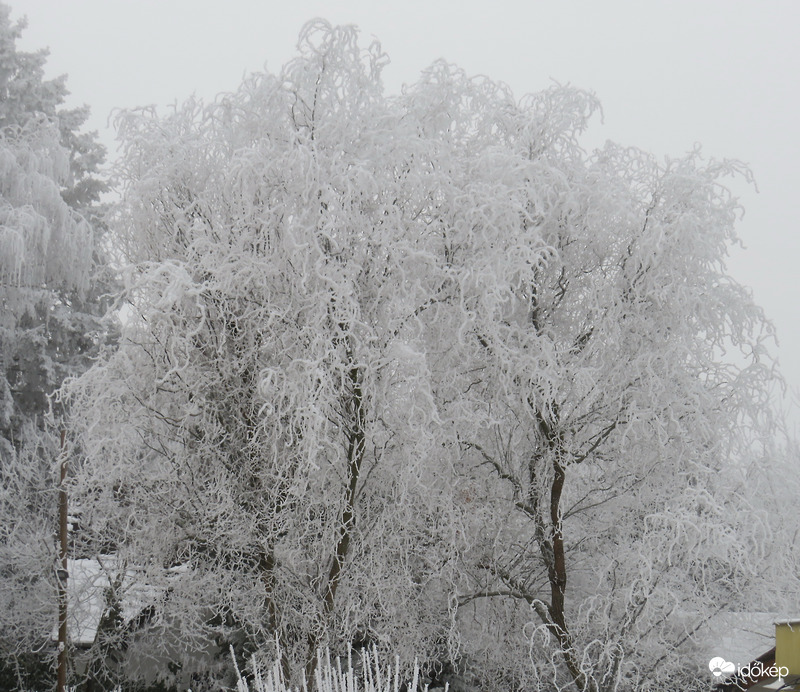 FEHÉRBE ÖLTÖZTÜNK -- 2026 01 20 reggel