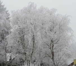 FEHÉRBE ÖLTÖZTÜNK -- 2026 01 20 reggel