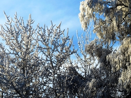 DÁNY, REGGELI HIDEG, FÁZNAK A FÁK -- 2026 01 21