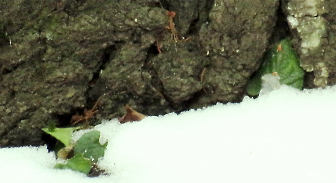 DÁNY, S LÁM MI ZAJLIK A  NYÍRFA TÖVÉNÉL -- 2026 01 23