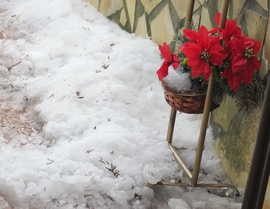 DÁNY, SZÍNFOLT E FEHÉR ÉS SZÜRKE VILÁGBAN -- 2026 01 25