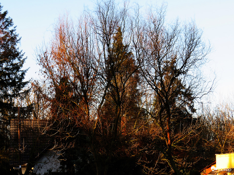 DÁNY, NAPSÜTŐTÉS REGGEL -- 2026 01 27