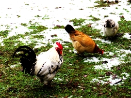 DÁNY, MI SEM SZERETJÜK A ZORD IDŐT -- 2026 02 04 délután