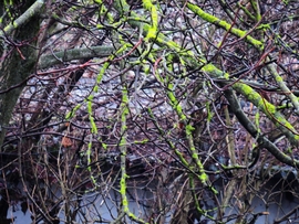 DÁNY, AZ ERDŐ MÁR SZÍNEKET MUTAT -- 2026 02 06 reggel