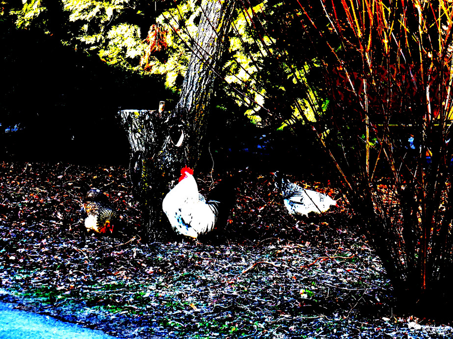 DÁNY, E NAPSÜTÉSES REGGELEN KIRAJZOTT SZÁRNYASOK -- 2026 02 28