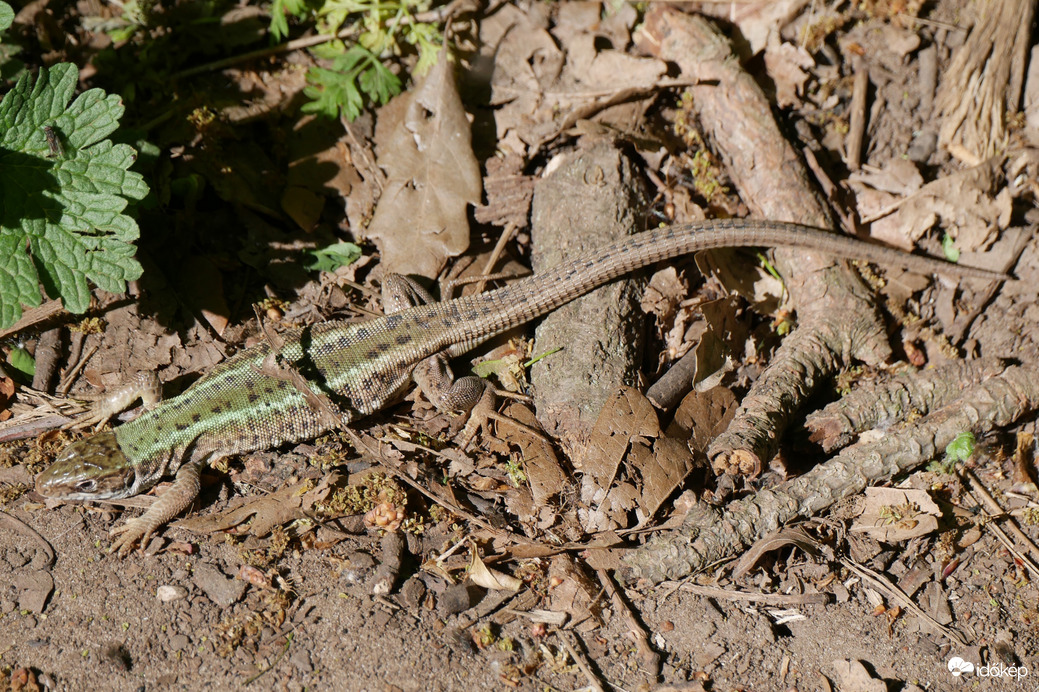 Fürge gyík (Lacerta agilis)