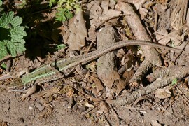 Fürge gyík (Lacerta agilis)