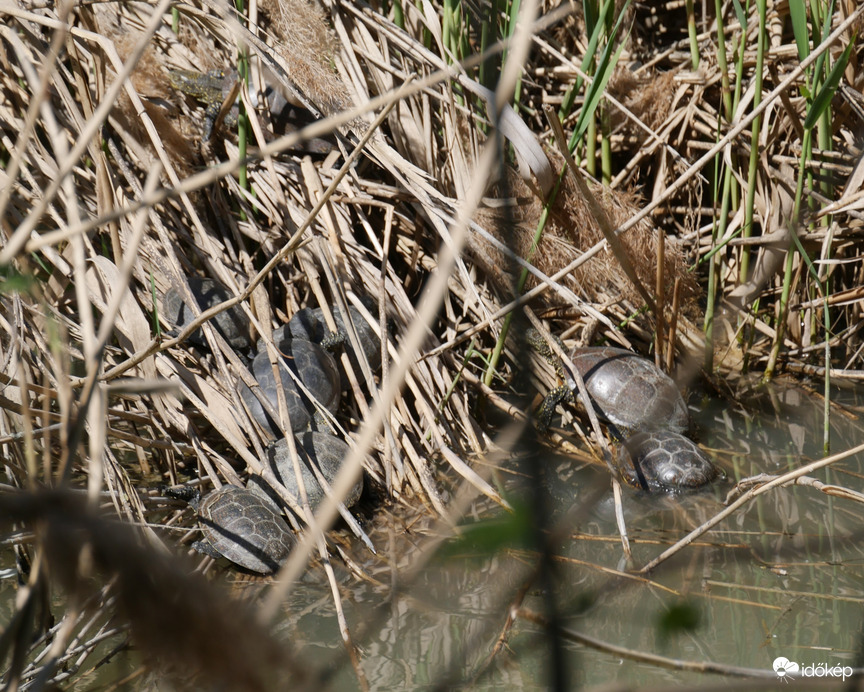 Mocsári teknősök csoportos pihenője