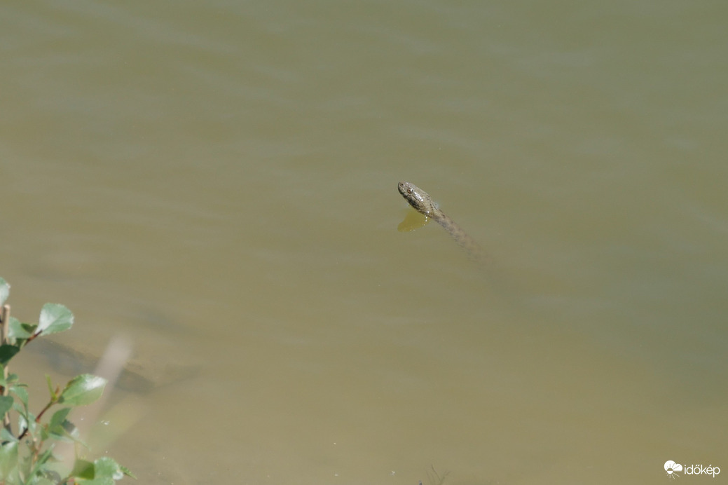Kockás sikló leselkedik