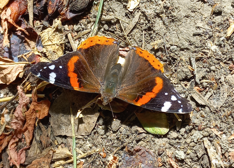 Atalanta lepke