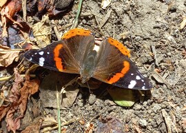 Atalanta lepke