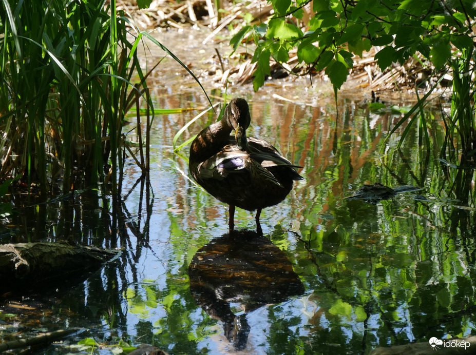 Tőkés réce a tollát zsírozza