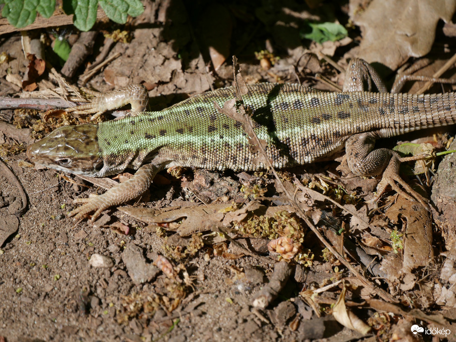 Fürge gyík (Lacerta agilis)
