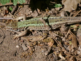 Fürge gyík (Lacerta agilis)