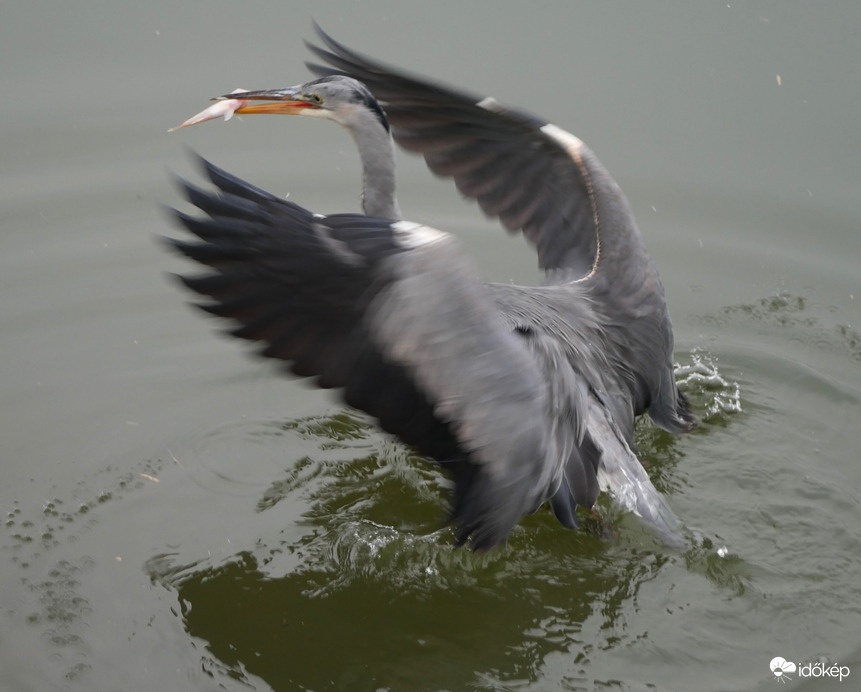 Ebédel a szürke gém