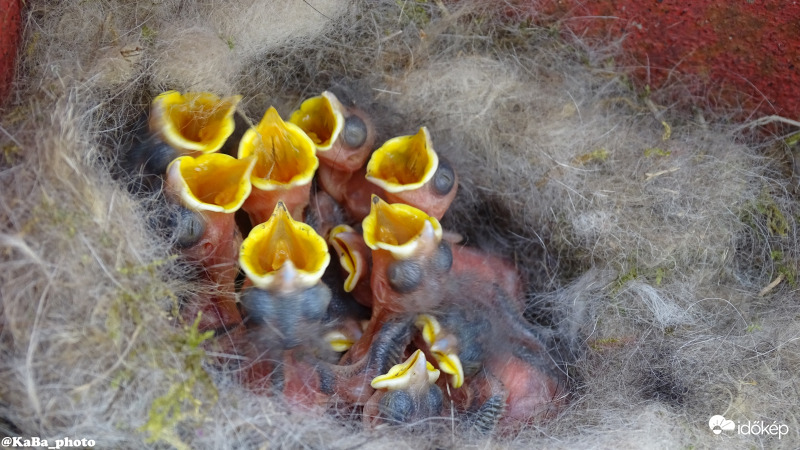 Táplálékra várva