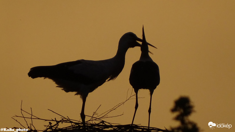 Gólyák a naplementében