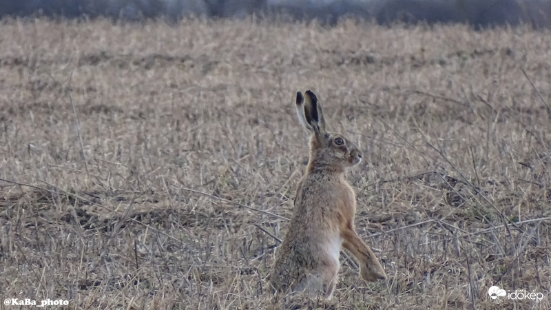 Kellemes Húsvéti Ünnepeket Kívánok Mindenkinek!